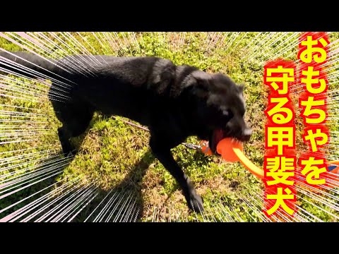 Kai dog Mizuki's toy aggressive behavior improvement plan!