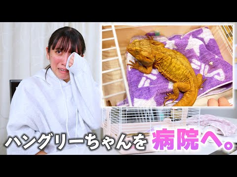 ハングリーちゃんを病院へ。体調が悪くて診察中に事件が、、、。【フトアゴヒゲトカゲ】