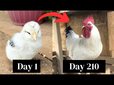 Light Sussex Chickens BABY CHICKS GROWING UP | Chick chick Growth Day by Day | Ayam Sussex #stachli