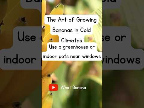 Growing Bananas in Cold Climates #fruitfuldelights  #bananadelight  #bananafact