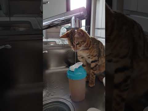 どうしても食べたい...笑　直飲みの仕方が分からなくなった猫#shorts