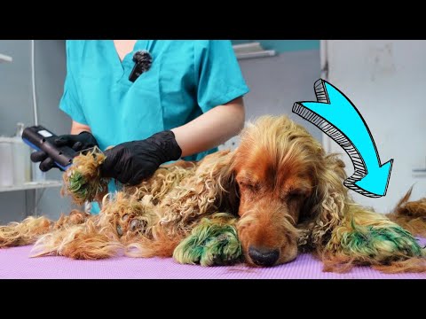 What Happend To This Dog? Those GREEN PAWS Were In HORRIBLE Conditon!