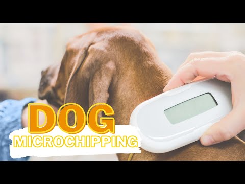 Why You Should Microchip Your Dog