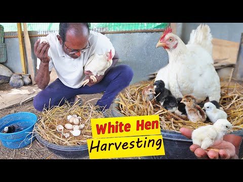 MURGI Hen Harvesting eggs to Chicks "Roosters and Hens" MURGA Small Birds Chick just born from Egg