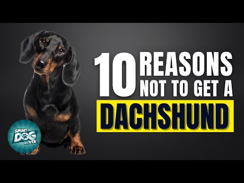 10 Reasons Why You SHOULD NOT Get a Dachshund