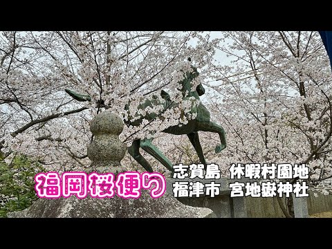 【福岡桜便り】福岡近郊の著名でない桜スポットを訪ねてみました　４月１日、２日