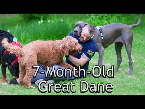 7-Month-Old Great Dane