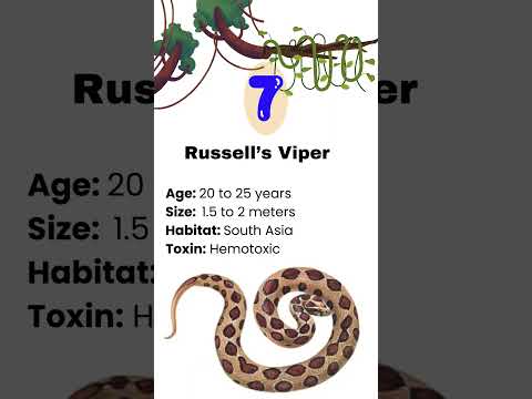 10 most venomous snakes on our planet #viralvideo #shorts #mannvetcorner