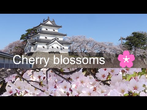 【Welcome to Japan】さくら満開　🌸🌸🌸　Cherry Blossoms JAPAN　#japanesecastel #cherryblossoms #sakura