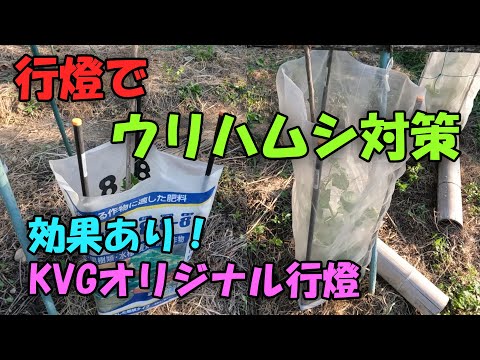 【ウリハムシ】行燈でウリハムシ対策！