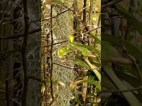 Flora at her perch on quince branch chirping away invaders from her nest and feeder