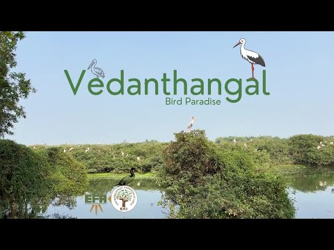 Vedanthangal - A Bird Paradise near Chennai