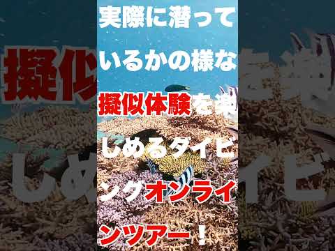 これが沖縄！透明度高っ！恩納村の海を擬似体験できるダイビングオンラインツアー開催！