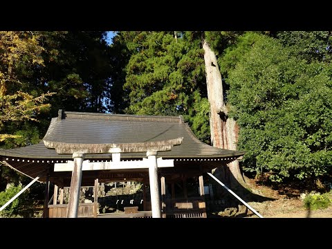 長嶺の大杉【素戔嗚神社】　岐阜県本巣市根尾長嶺