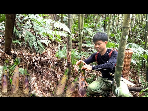 Harvesting big bitter bamboo shoots in winter go to Market Sell - Living off grid in the forest