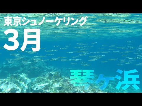 ＃１２琴ヶ浜でシュノーケリング（2017年3月）【東京シュノーケリング】