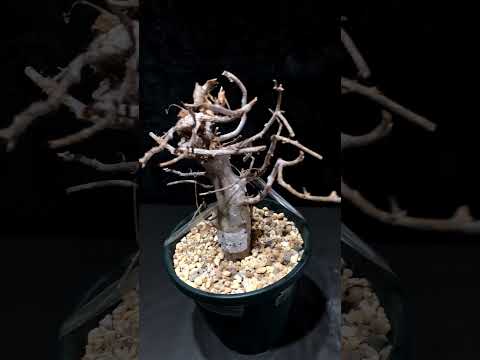 1円～ 最落無し 発根管理中 珍樹 希少 Commiphora africana コミフォラ アフリカーナ ベアルート 1円オク 輸入 塊根