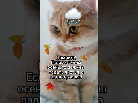 Осень #забавныеживотные #злаятучка #длянастроения