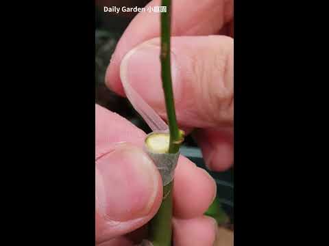 Rose branch side grafting