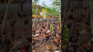 असली फ्री रेंज देशी मुर्गी फार्म | #shorts | deshi murgi farm | desi murgi farm business |