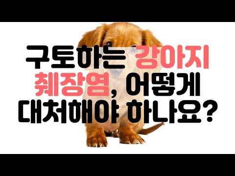 사람음식 먹는 강아지 심한 구토의 원인과 대처방법은 무엇일까요?