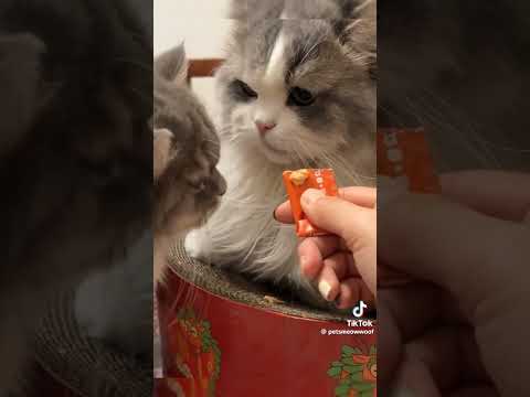 Don't get any closer ( credits topetsmeowwoof ) #notmine #youtubeshorts #catvideos #memes #douyin