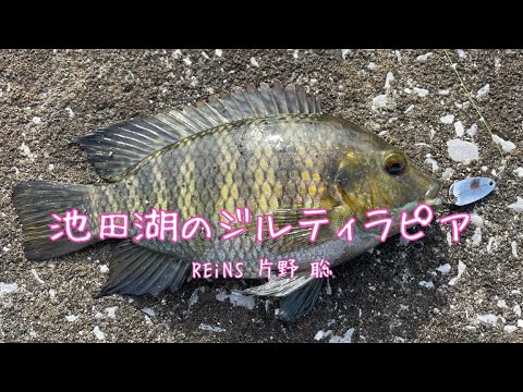 池田湖のジルティラピア