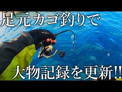 のんびり釣行のはずが足元で想定外の大型青物が食ってきて絶体絶命に…