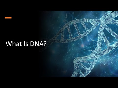 What Is DNA?