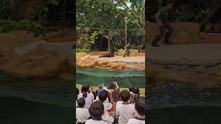 海狮精彩表演 Wonderful sea lion show