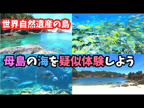 【母島観光】シュノーケリングで夏を満喫【日本一遠い島】小笠原諸島 水中映像