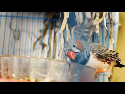 Birdhouse Chronicles: Life Inside Our Finch Aviary