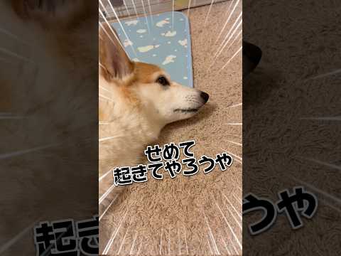 かなり省エネぱんちゃんww寝ながらするの辞めて😂#コーギー #犬動画 #わんこ動画 #ぱんちゃん #いぬのいる生活  #コーギー大好き #犬のいる生活 #わんことの日常 #わんこ大好き #わんこ