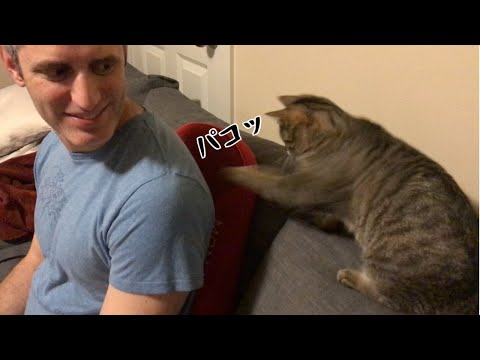 Cat punches Massage Cushion 🤛🐈マッサージクッションにネコパンチ‼︎(#154)