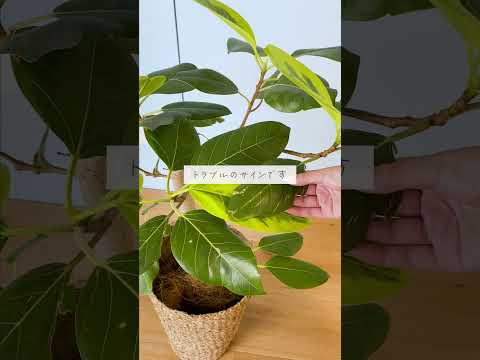 🍀観葉植物が元気ない？とりあえずの対策はNG！🍀【☘Life with Houseplant】10-6