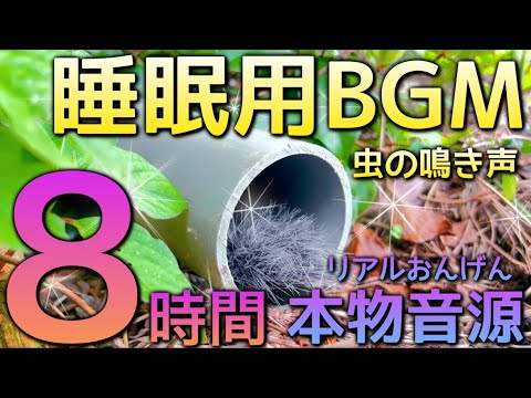 【睡眠用BGM】 虫の鳴き声〜森の音〜8時間