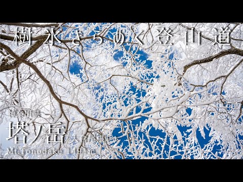 塔ノ岳 -大倉より登る 樹氷きらめく登山道-