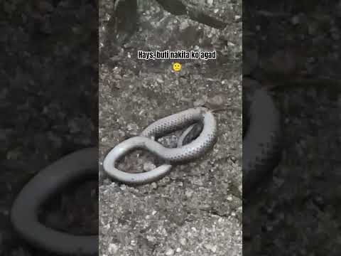 #snakevideo