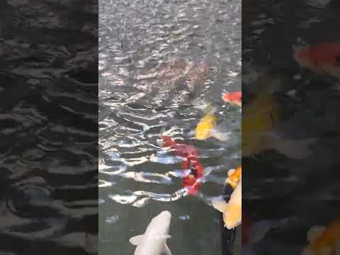 Koi Fish at Devonian Gardens