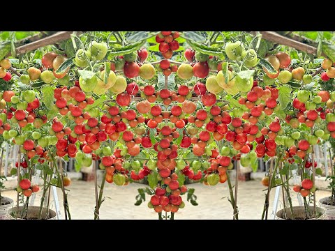 Great Solution To Grow Tomatoes Year Round, High Yield Even Without A Garden