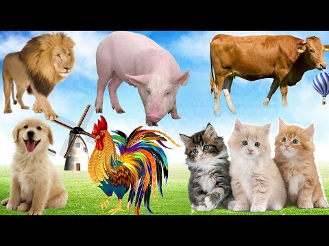 Classification of animals living with the family: Dog, Cat, Cow, Pig, Chicken... Animal sounds