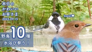 【水浴び祭り】野鳥10種、水場にやってきた！！ (2023/09/15：本日のかわいいお客さま 2023夏鳥シーズン)