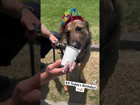 It was K9 Teddy’s 3rd birthday so we had to treat him to a pup cup & his favorite toy! 🎉🎂🥳🎊 #k9