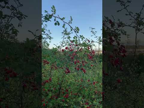 Jewel bright berries and blue sky on a morning ramble mindful moment  #nature  #mindfulmoment