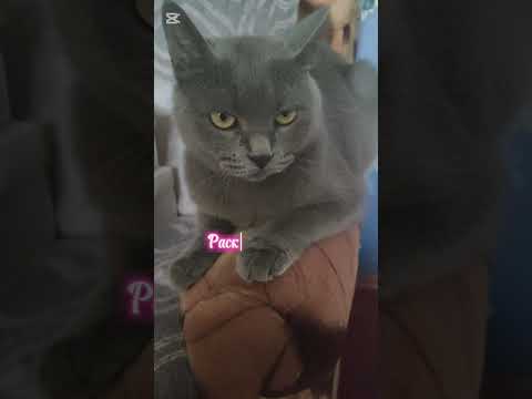 Со свиданки бежит🐱#нашамауси #домашнийпитомец #shorts