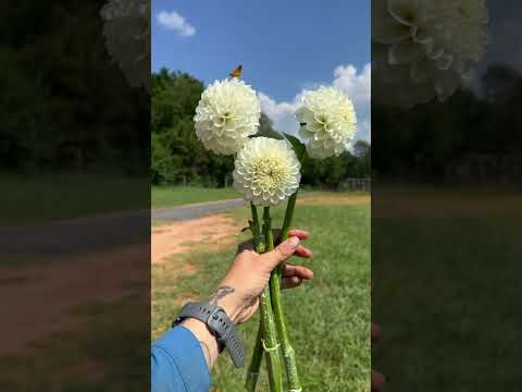 We grow flowers for people and pollinators! #farmher #farmer #farming #organicfarming  #flowerfarm