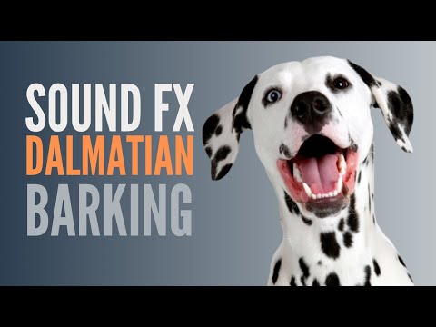 Dalmatian Barking Sound Effect. A Dalmatian In Real Life Barking Will Make You Smile