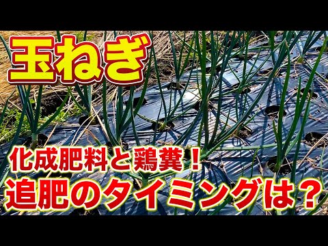 【玉ねぎ栽培】失敗しないための追肥のタイミング・回数は？時期を逃すと大きくなりません！