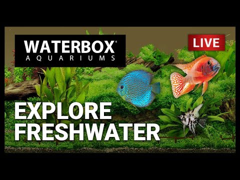 Episode 159: Let’s explore the many possible habitats with freshwater aquariums.