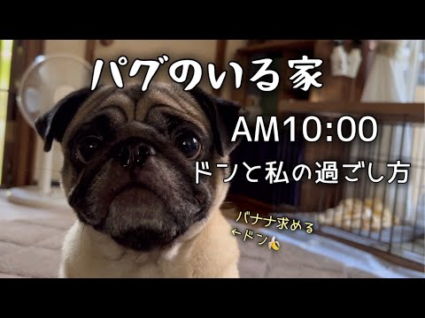 英語学習に励む飼い主と、マイペースな愛犬のAM10:00